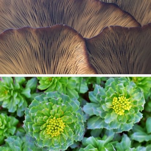 Rhodiole et reishi, 2 plantes adaptogènes anti stress pour aider notre corps à lutter contre le stress et les sautes d'humer avant les règles. 